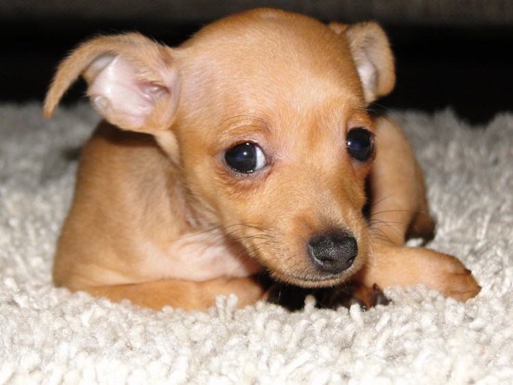 Той терьер рыжий гладкошерстный