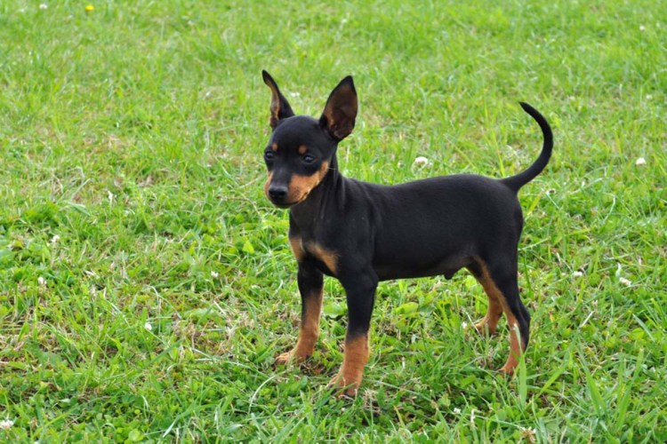 Английский тор терьер порода собаки