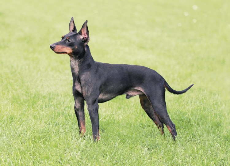 Английский черно-подпалый терьер