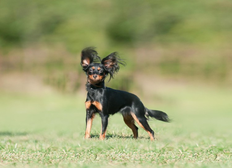 Королевский тойтерьер