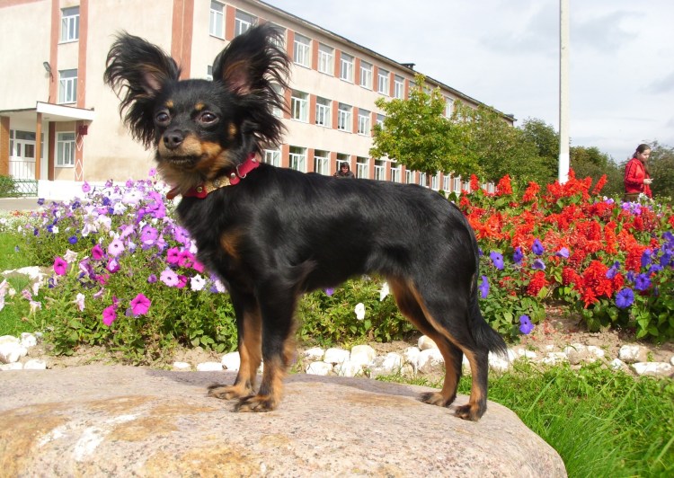 Московский длинношерстный тойтерьер