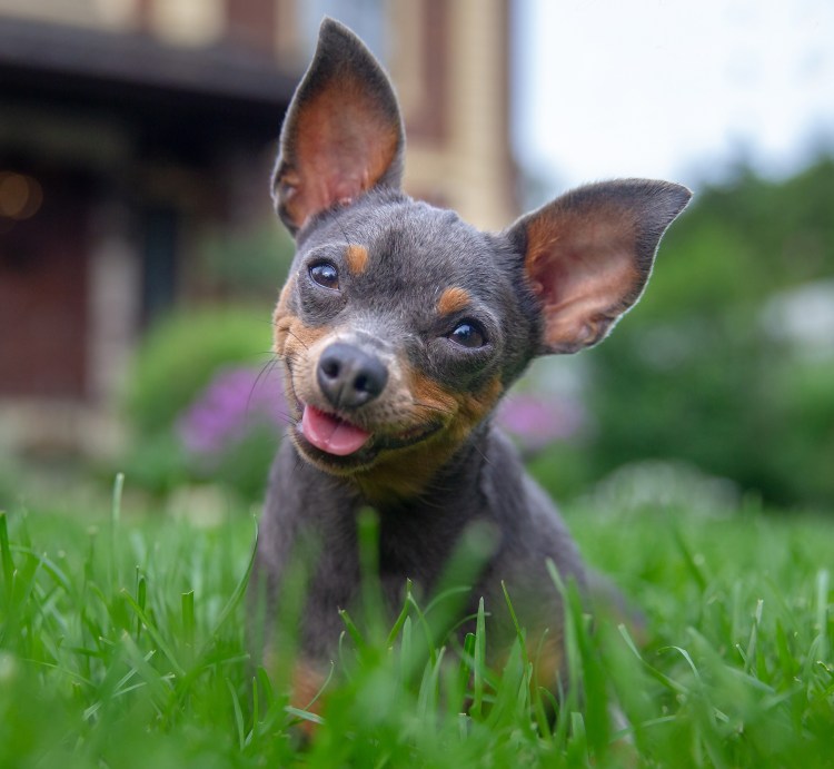 Терьер Ушастый