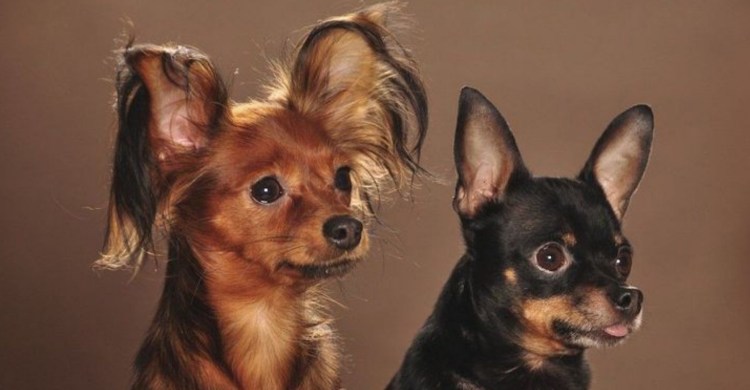 Русский длинношерстный тойтерьер