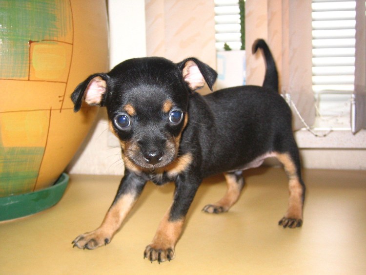 Карликовый терьер