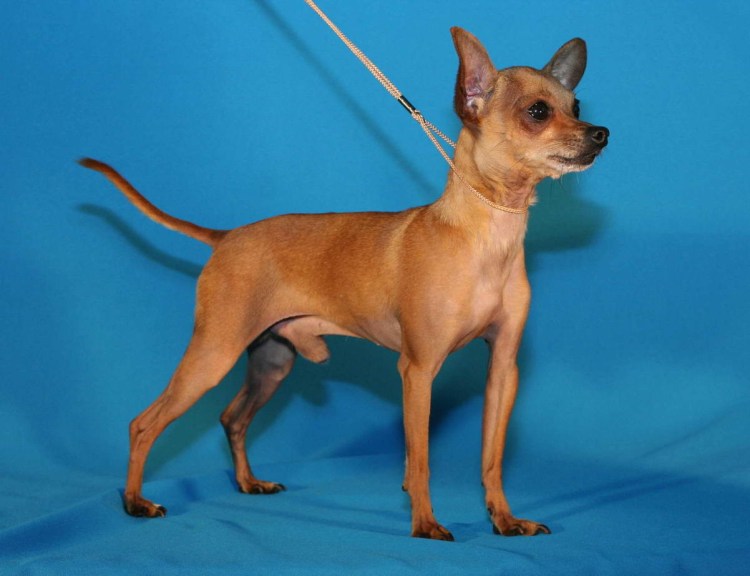 Русский терьер рыжий