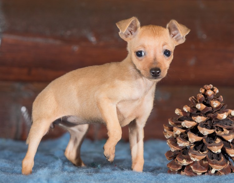 Пражский крысарик