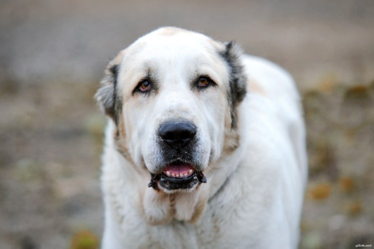 Сибирская овчарка алабай