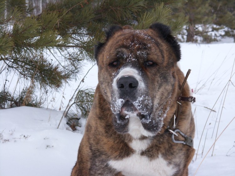 Среднеазиатская овчарка злая