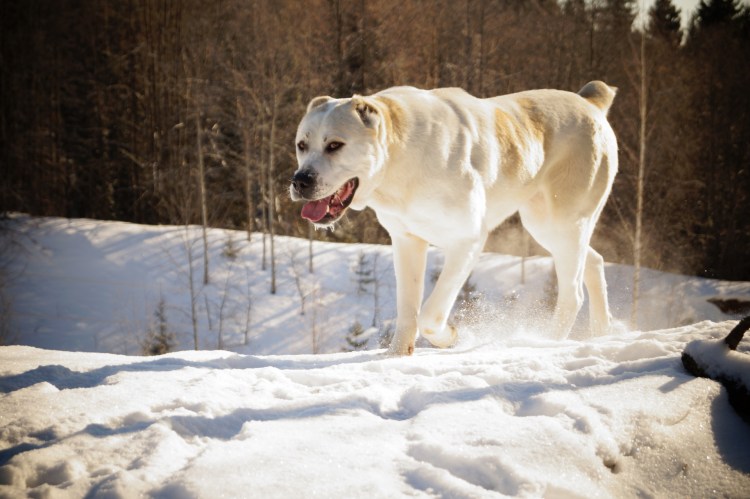 Сибирская овчарка алабай