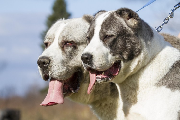 Волкодав Среднеазиатская овчарка алабай