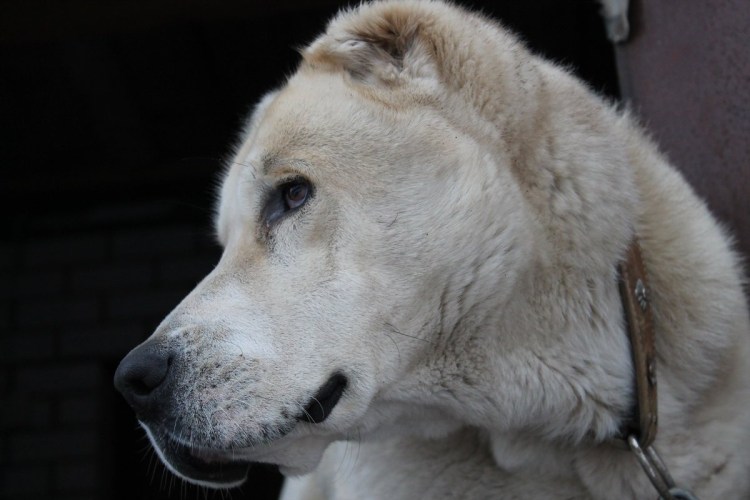 Злой алабай фото