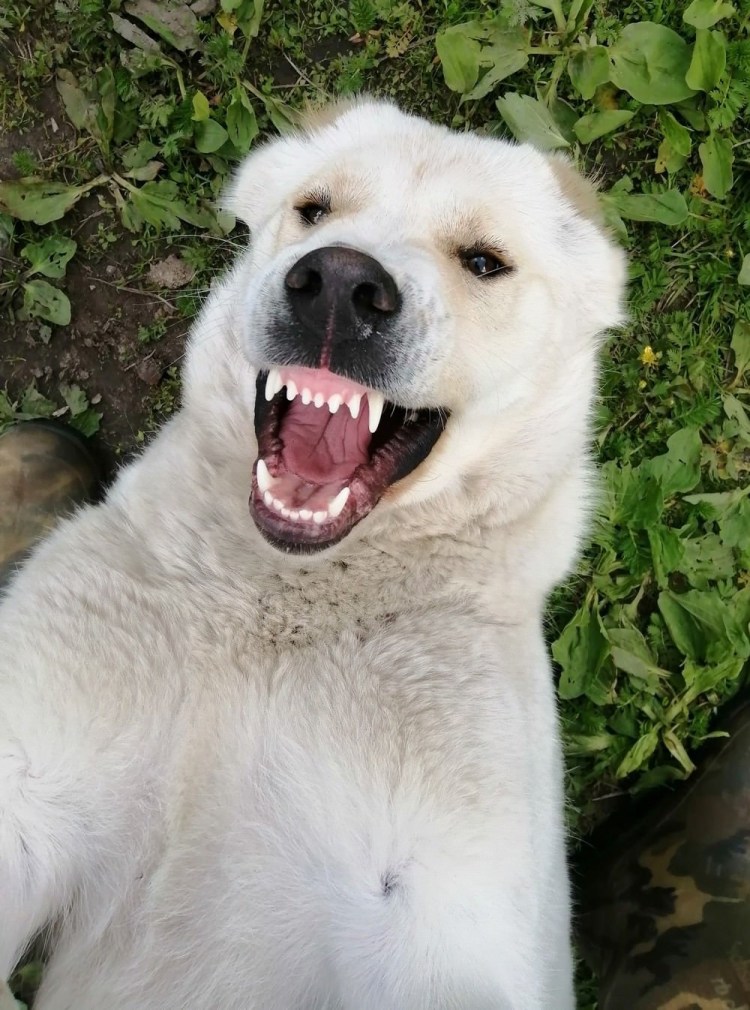 Кавказский Гампр злой