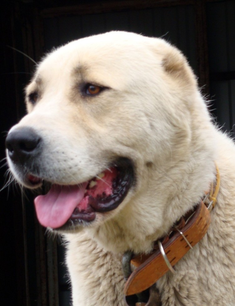 Собака с рогом и чтото еще