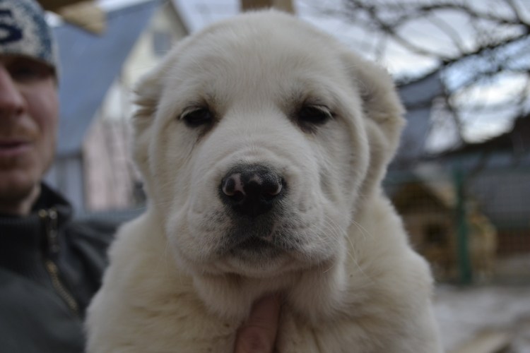 Среднеазиатская овчарка алабай клыки