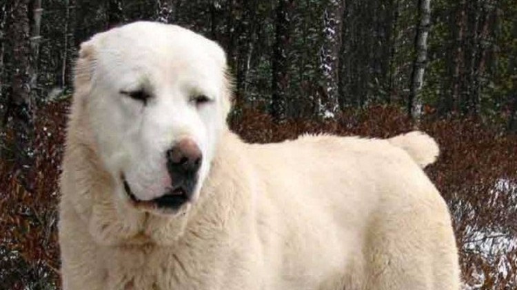 Алабай Среднеазиатская овчарка алабай Среднеазиатская