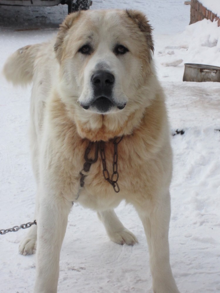 Туркузы Среднеазиатская овчарка