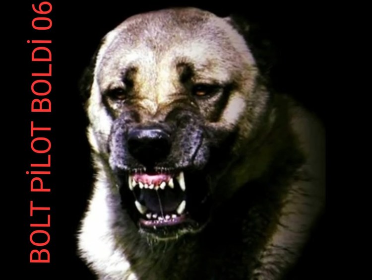 Волкодав алабай