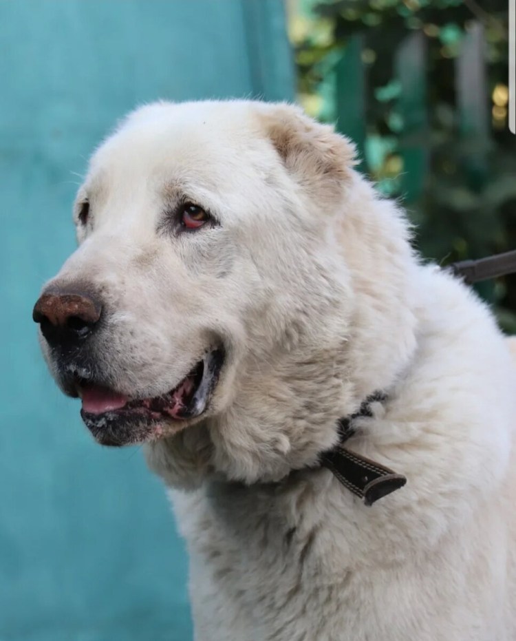 Среднеазиатская овчарка алабай бульдозер