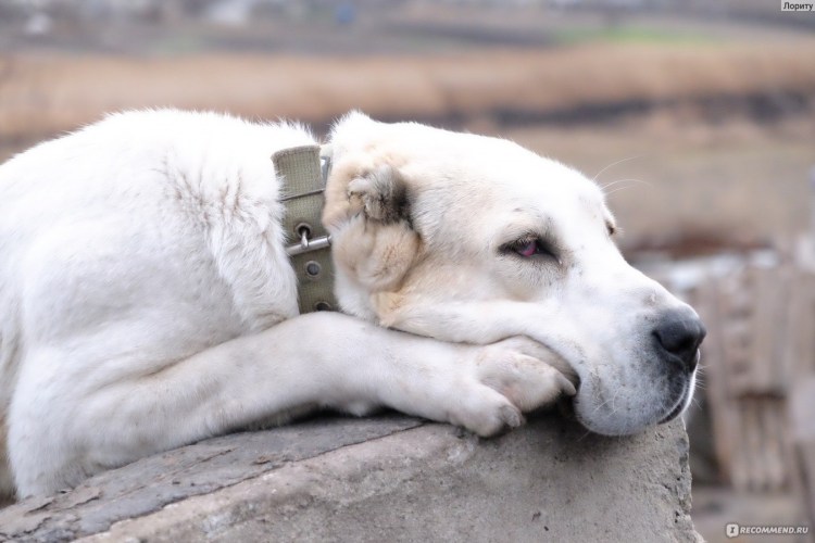 Канарский алабай