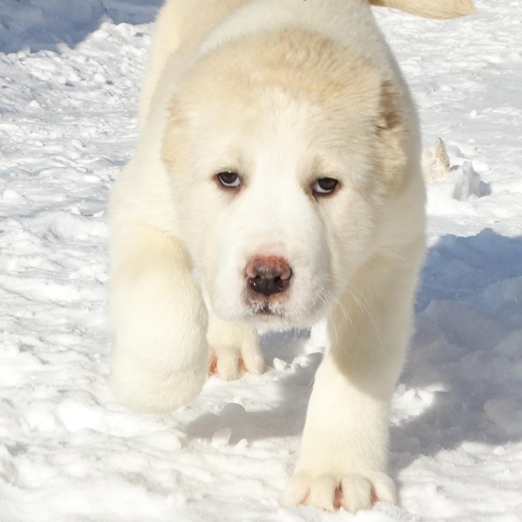 Туркменский волкодав кангал