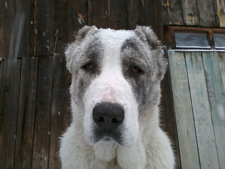 Собачьи бои 2017 с волками