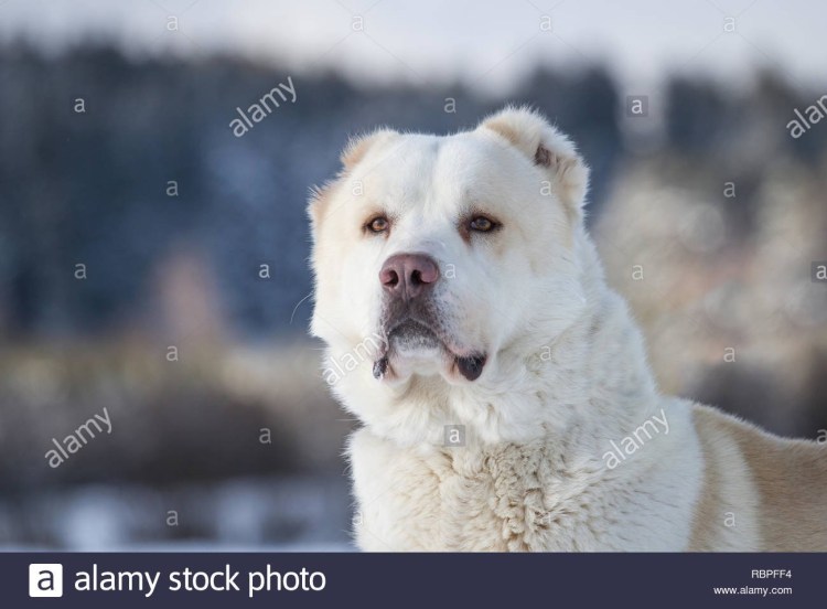 Алабай гавкает