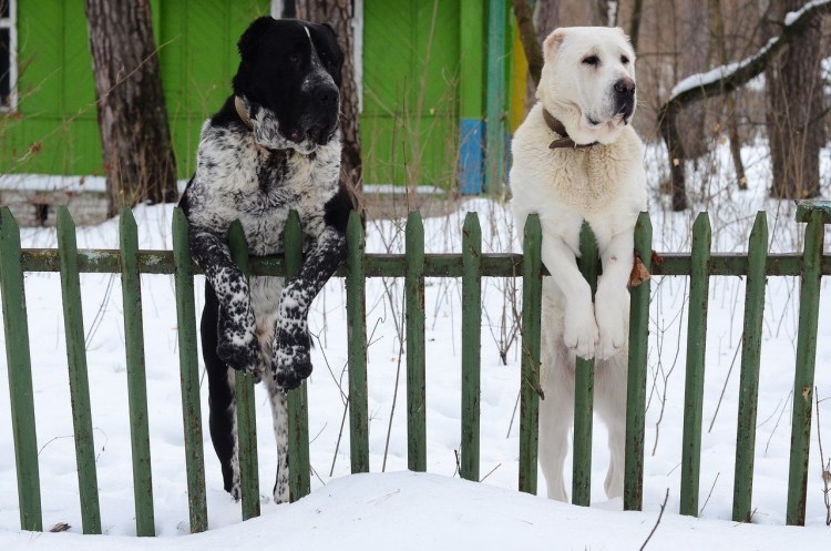 Алабай горный и Степной