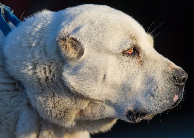 Алабай пастушья собака
