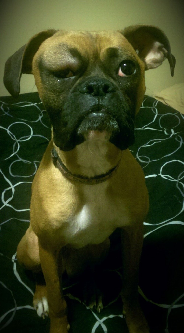 Собаку покусали пчелы