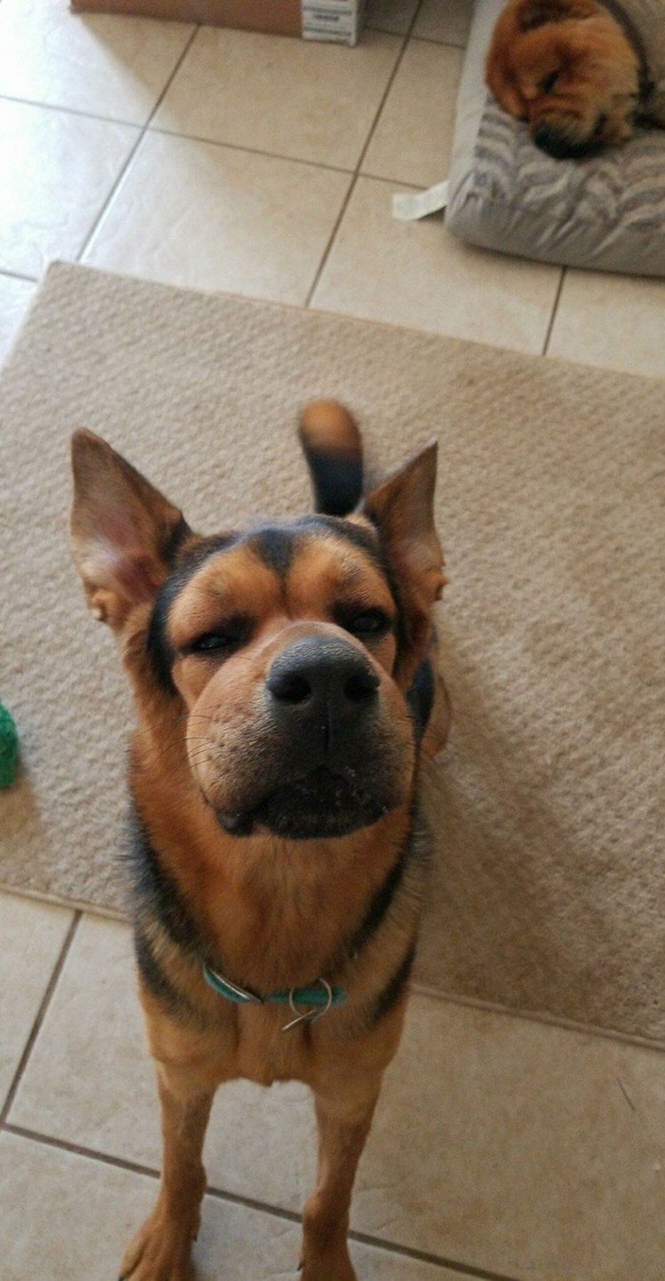 Таксу укусила пчела