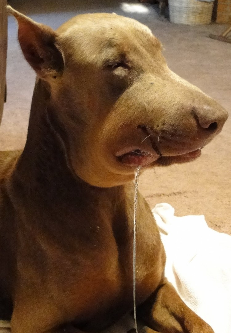 Машина которую ужалила пчела