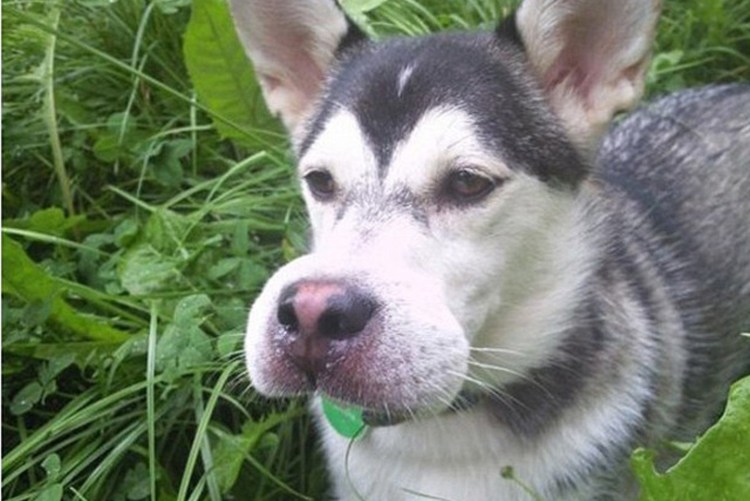 Собаку ужалила пчела