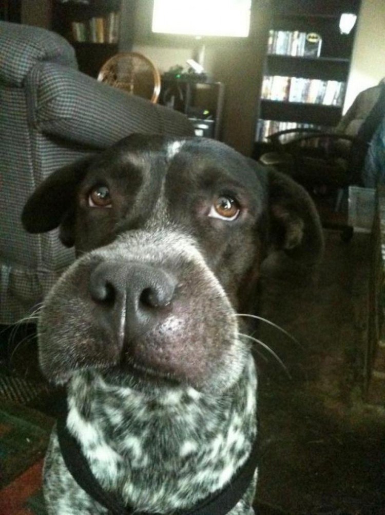 Собака которую покусали осы