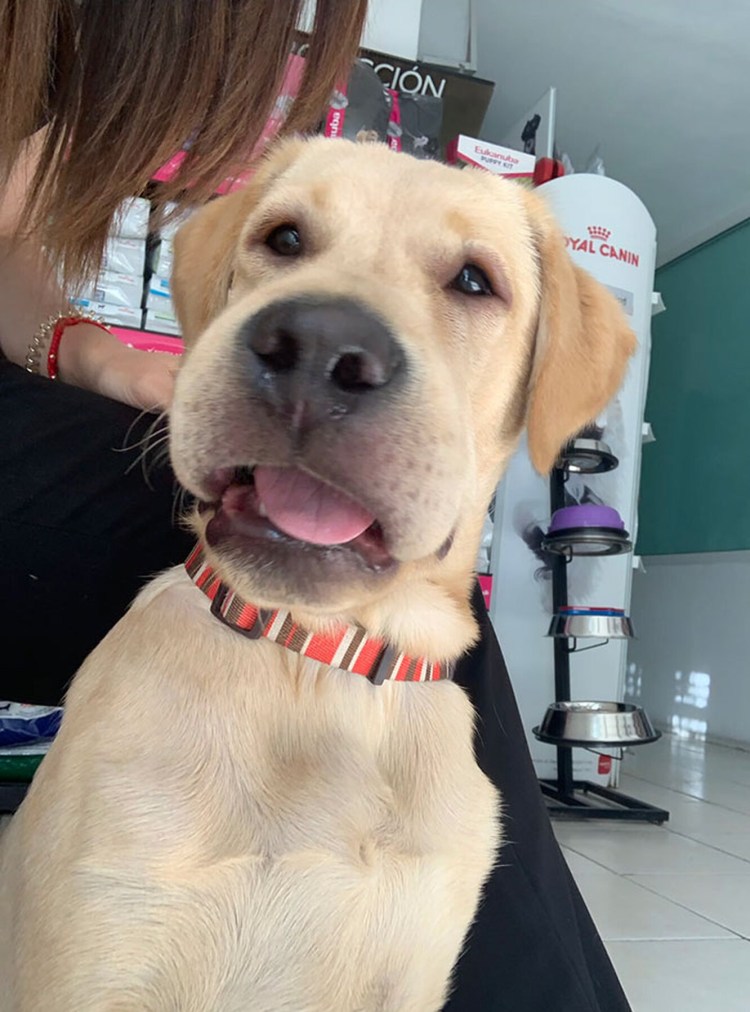 Французский бульдог покусанный пчелами