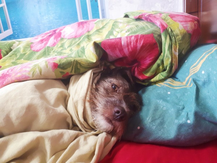 Таксу покусали пчелы