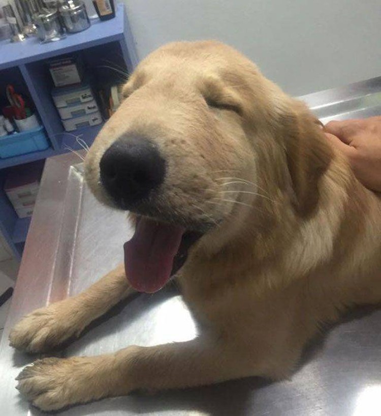 Собаку покусали осы