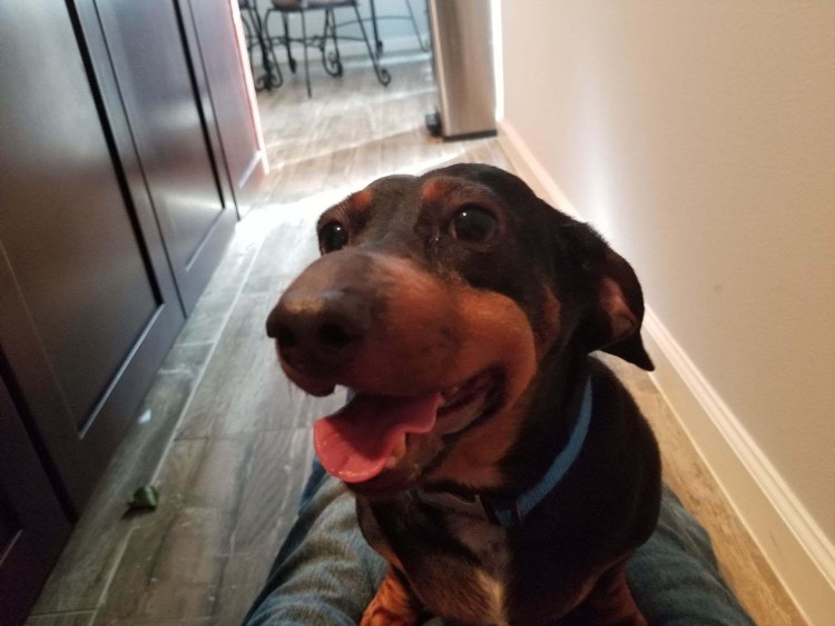 Хаски ужалила пчела