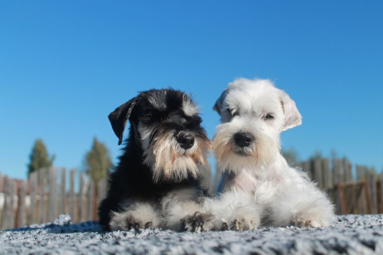 Цвергшнауцер черный с серебром