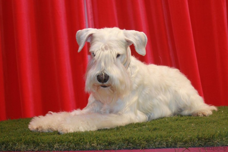 Цвергшнауцер белый нестриженый