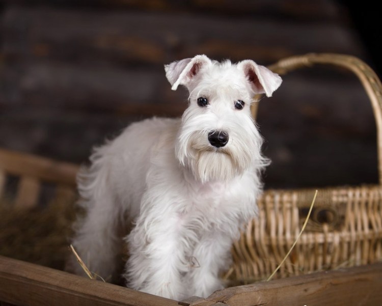 Шнауцер Цвергшнауцер белый