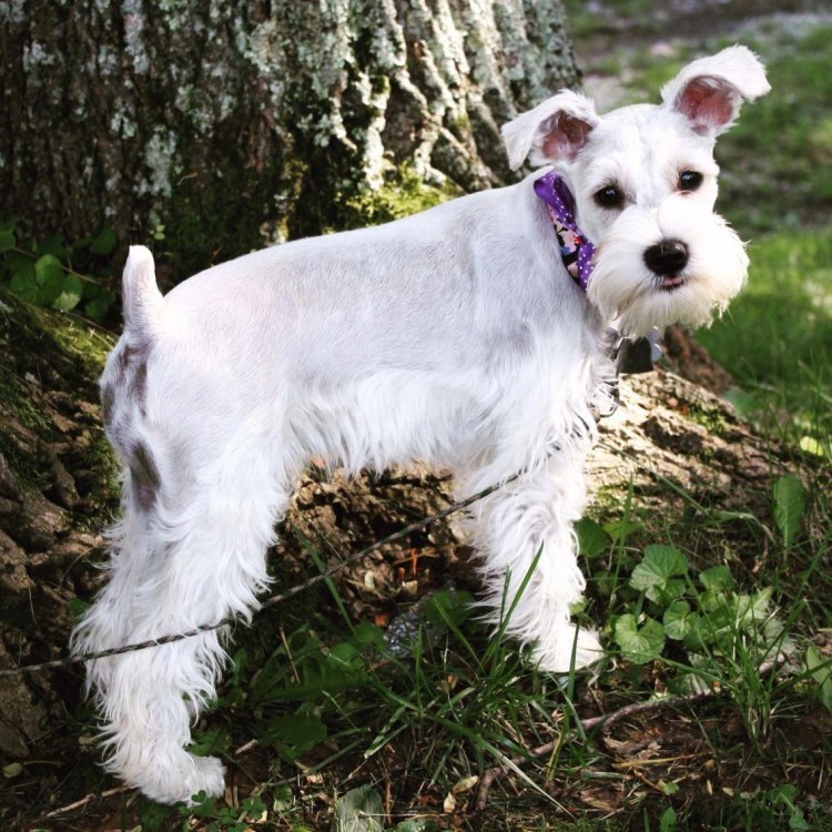 Вест Вайт шнауцер терьер