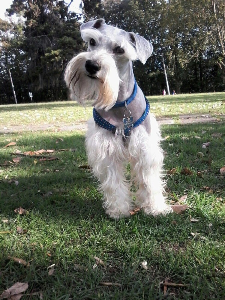 Йорк шнауцер терьер