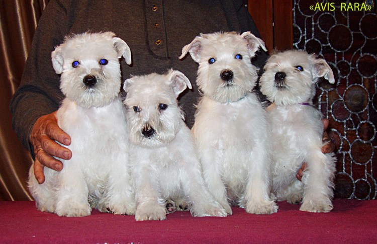 Цвергшнауцер белый купить