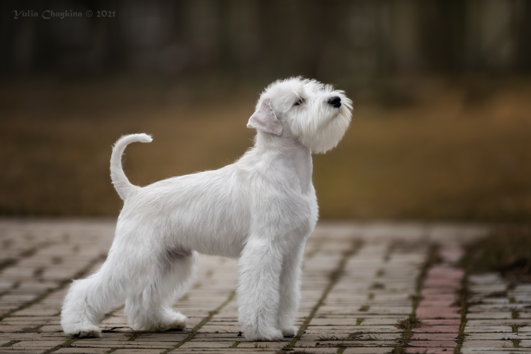 Вайт шнауцер