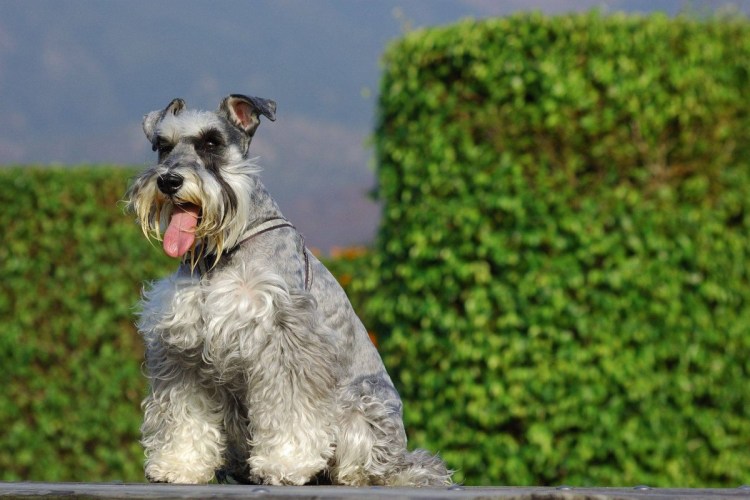 Белый цверг в платье