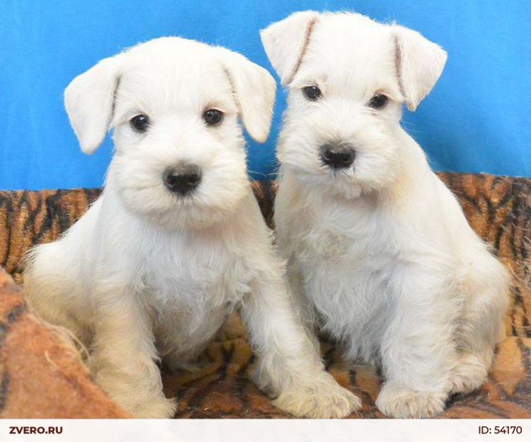 Цверг терьер