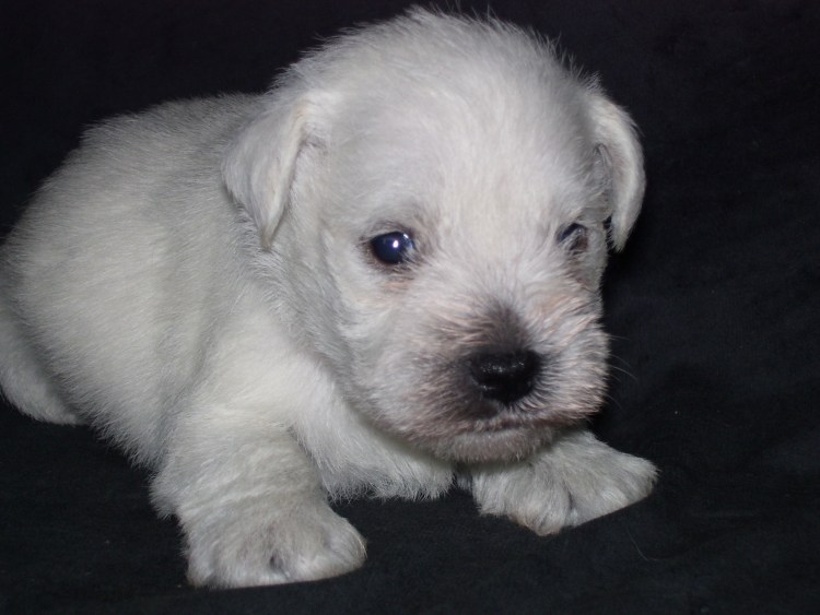 Щенок белого цвергшнауцера