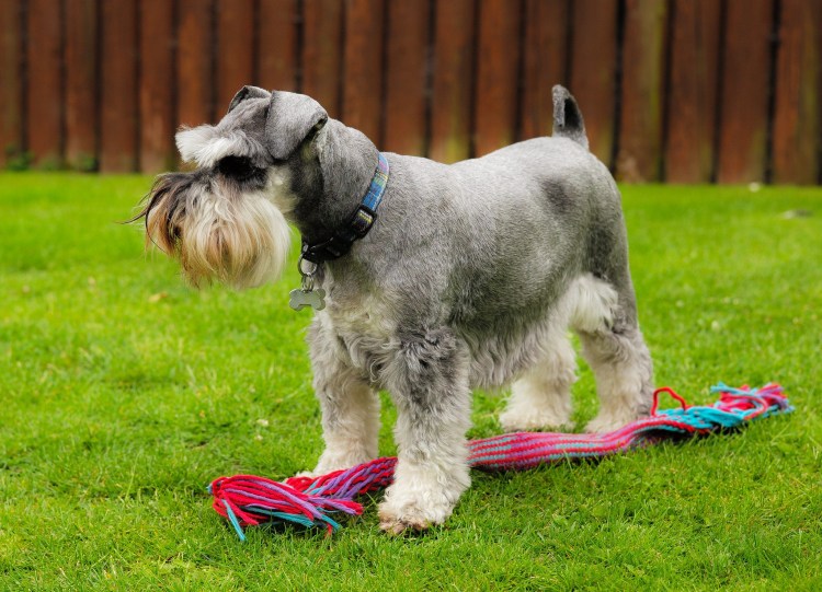 Белый цверг