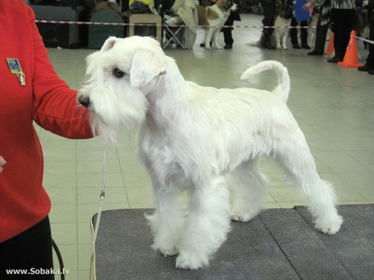 Шнауцер терьер белый