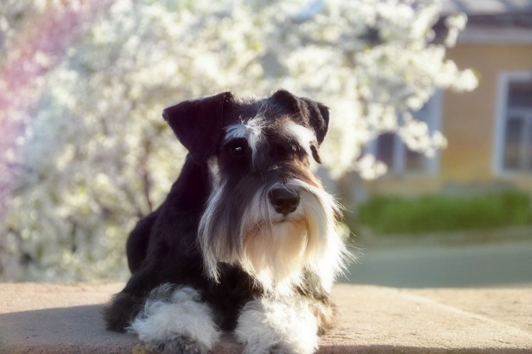 Цвергшнауцер белый щенки